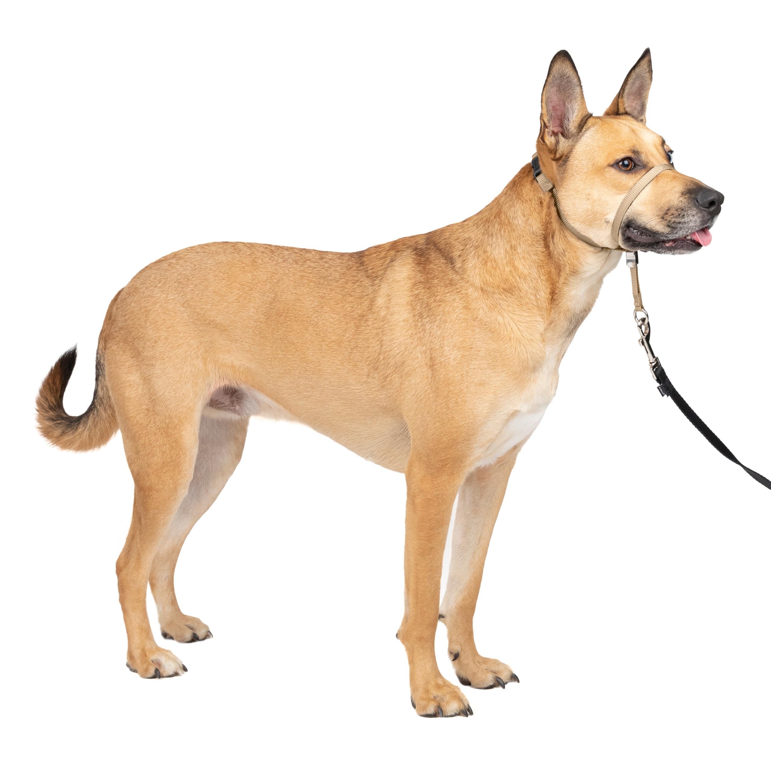 PetSafe Gentle Leader Headcollar No-Pull Dog Collar - Helps Improve Walks - Durable Nylon Construction - Padded Nose Loop - Adjustable Fit - Comfort Walking Halter - Medium, Fawn, Medium, Fawn