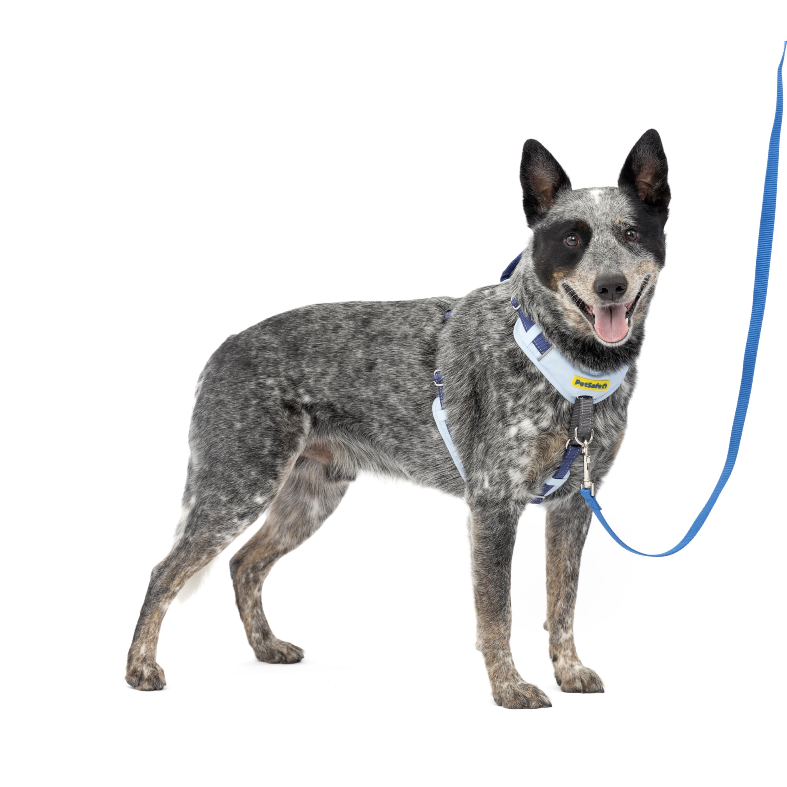 PetSafe Easy Walk Comfort No-Pull Dog Harness - Better Walk Training Harness - Full Body Padded Design - Durable Fabric - 5 Point Adjustable Fit - Everyday Leash Training - Blue - Medium/Large, Blue, Medium