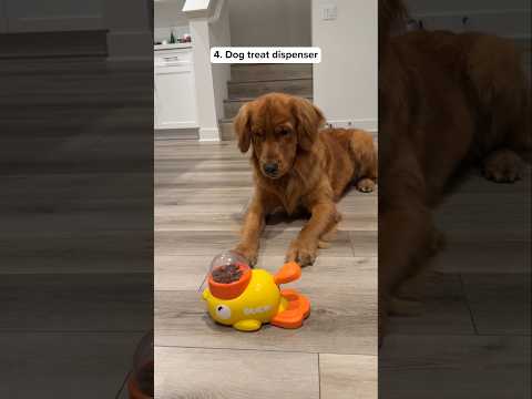 10 Things I Bought My DOGS #shorts #justicebuys #products