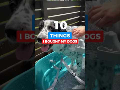 10 Things I Got to Spoil My Dogs #shorts #amazon #amazonfinds #products #pets