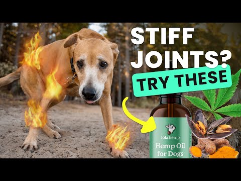 6 MUST-HAVE Joint Supplements for Dogs (Vet-Approved)
