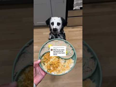 Addressing nasty comments about ENRICHMENT DOG TOYS? 😅 #Dog #Dogs