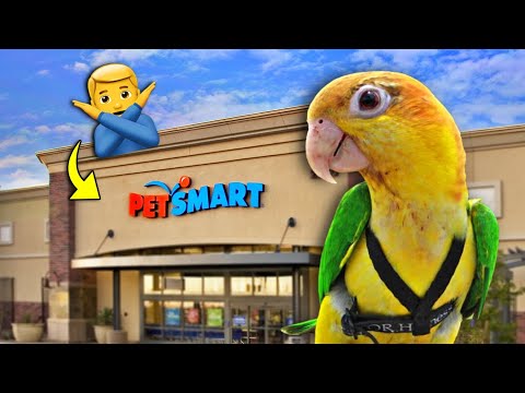 AVOID These Bird Products at the Pet Store  👀