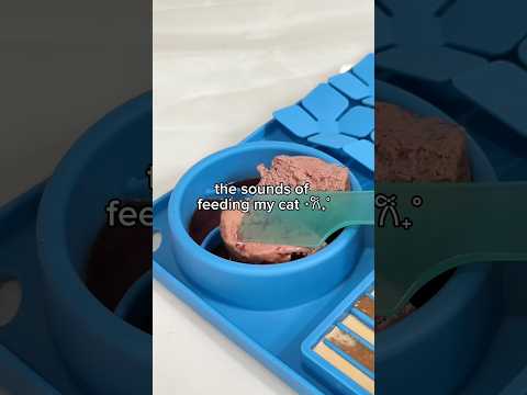 cat food asmr sounds ✨ #asmr #asmrsounds #catfood #feedmycats
