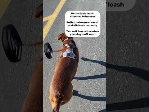 🐕Dog Lovers! Check out our new all-in-one dog harness and retractable leash
