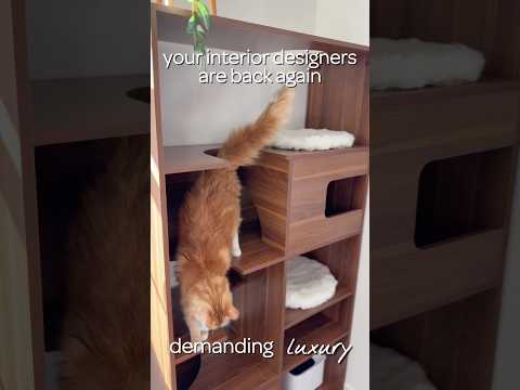 Home decor, but make it pet-friendly. This modern cat tree bookshelf does it all.