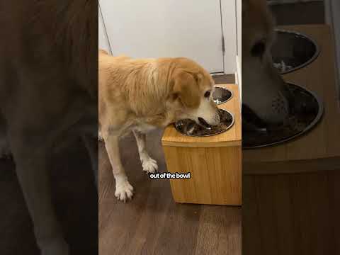 Raised Dog Bowls For Senior Dogs | The Pack