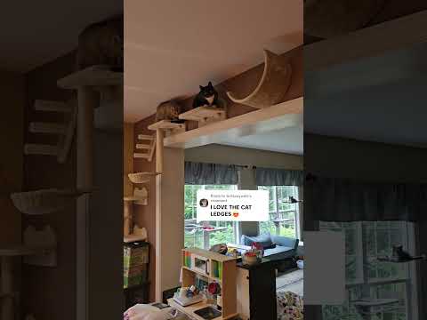 This cat wall furniture has been one of my favorite TikTokshop purchases for the cats! They love the