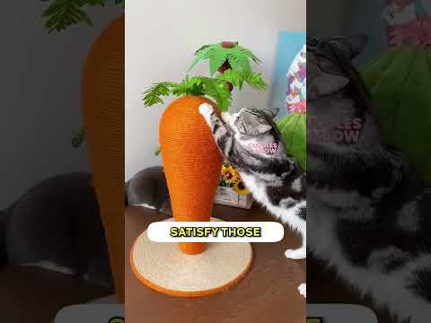 Top 5 Must-Have Cat Essentials! 🐾✨