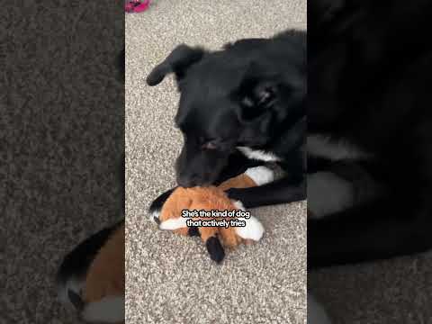 Top Stuffing-Free Dog Toys Your Pup Will Love | The Pack