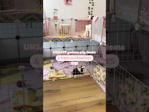 UNSAFE guinea pig items and their alternatives! #guineapig #daffodilpiglets