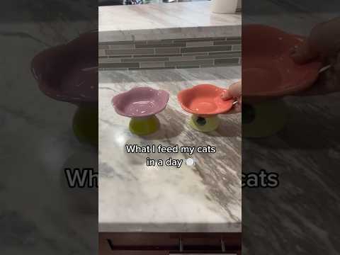 What I feed my cats in a day #catfeeding #catfood #feedmycat