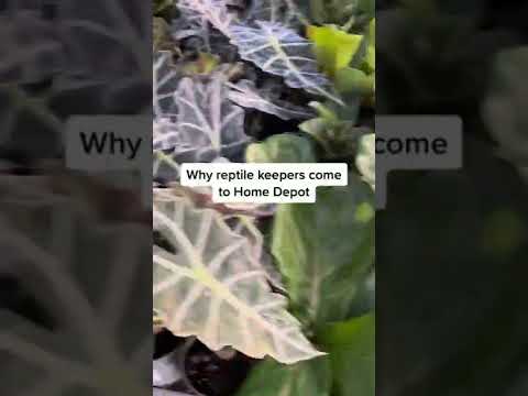 Why reptile keepers go to Home Depot